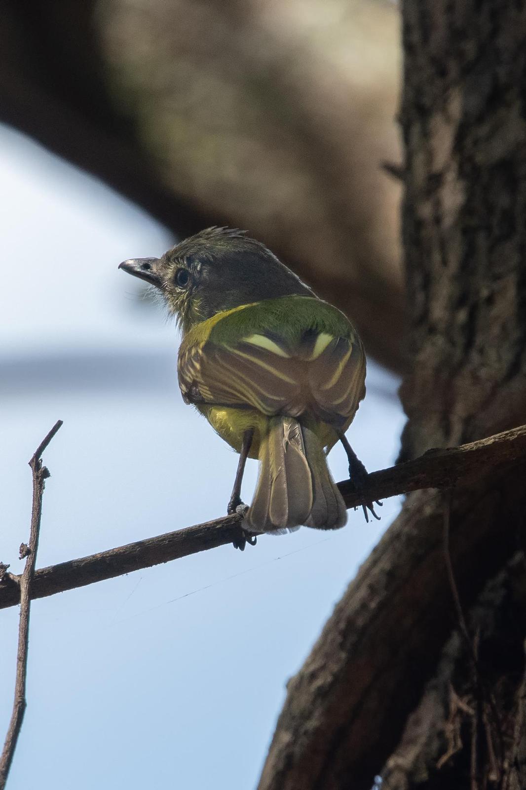 Olivaceous Flatbill Photo by Laurence Pellegrini