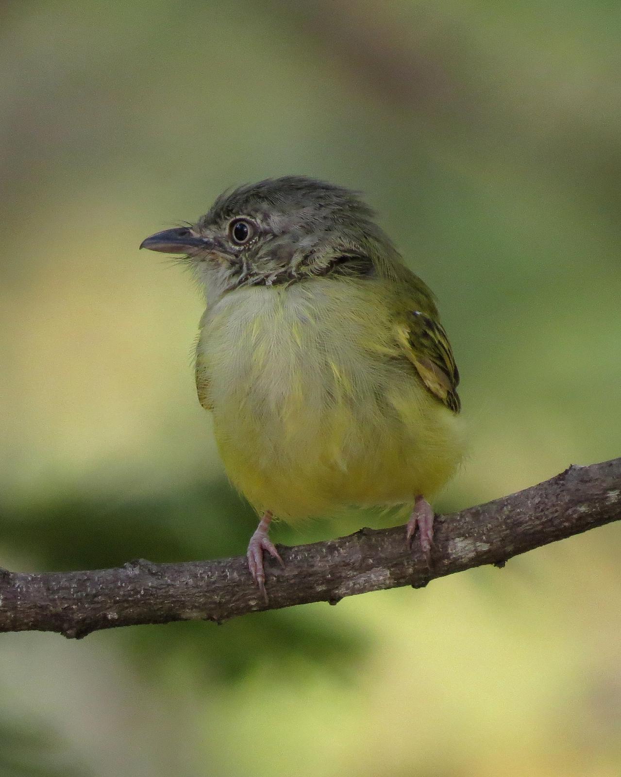 Yellow-olive Flycatcher Photo by John van Dort