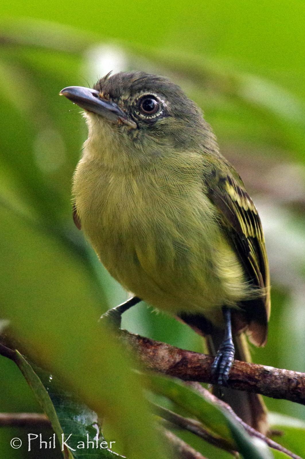 Yellow-olive Flycatcher Photo by Phil Kahler