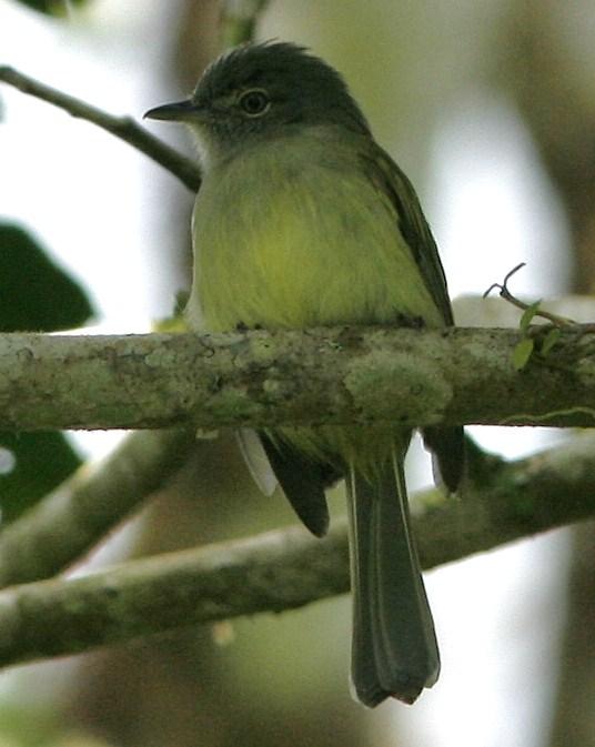 Yellow-olive Flycatcher Photo by Oscar Johnson