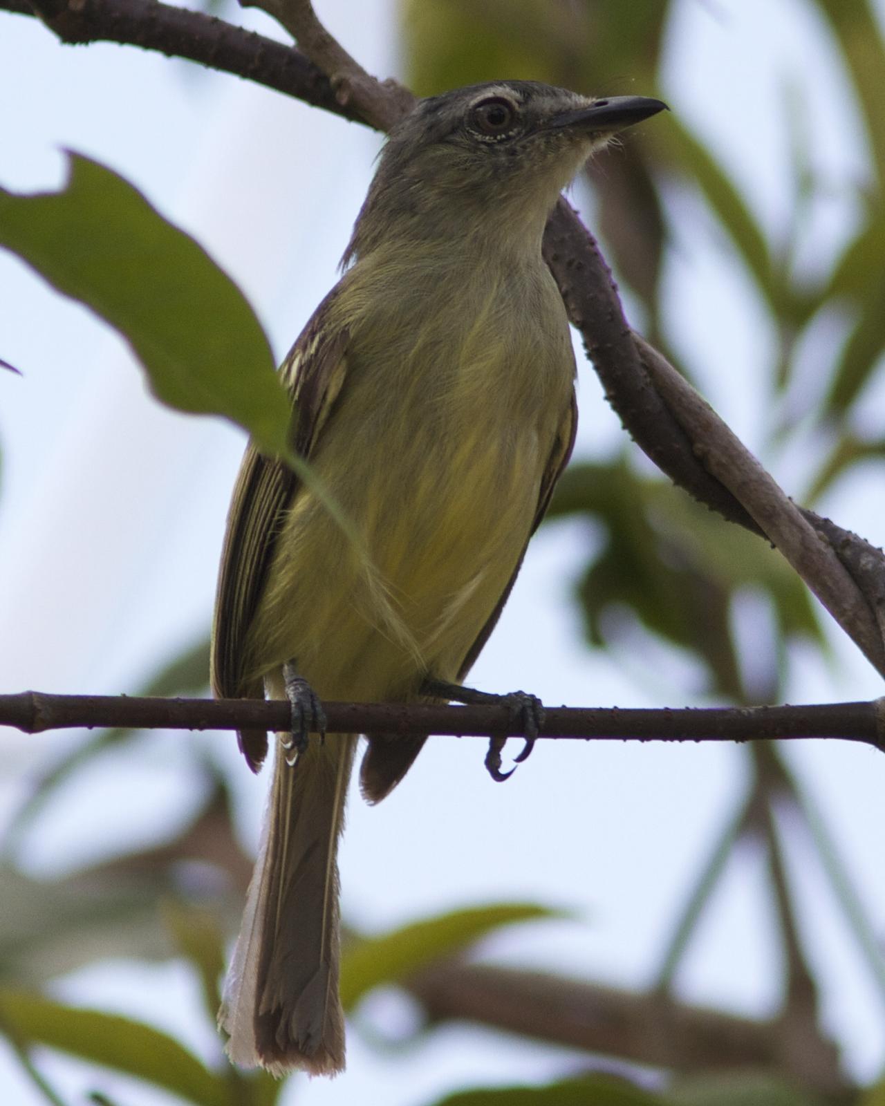 Gray-crowned Flycatcher Photo by Marcelo Padua