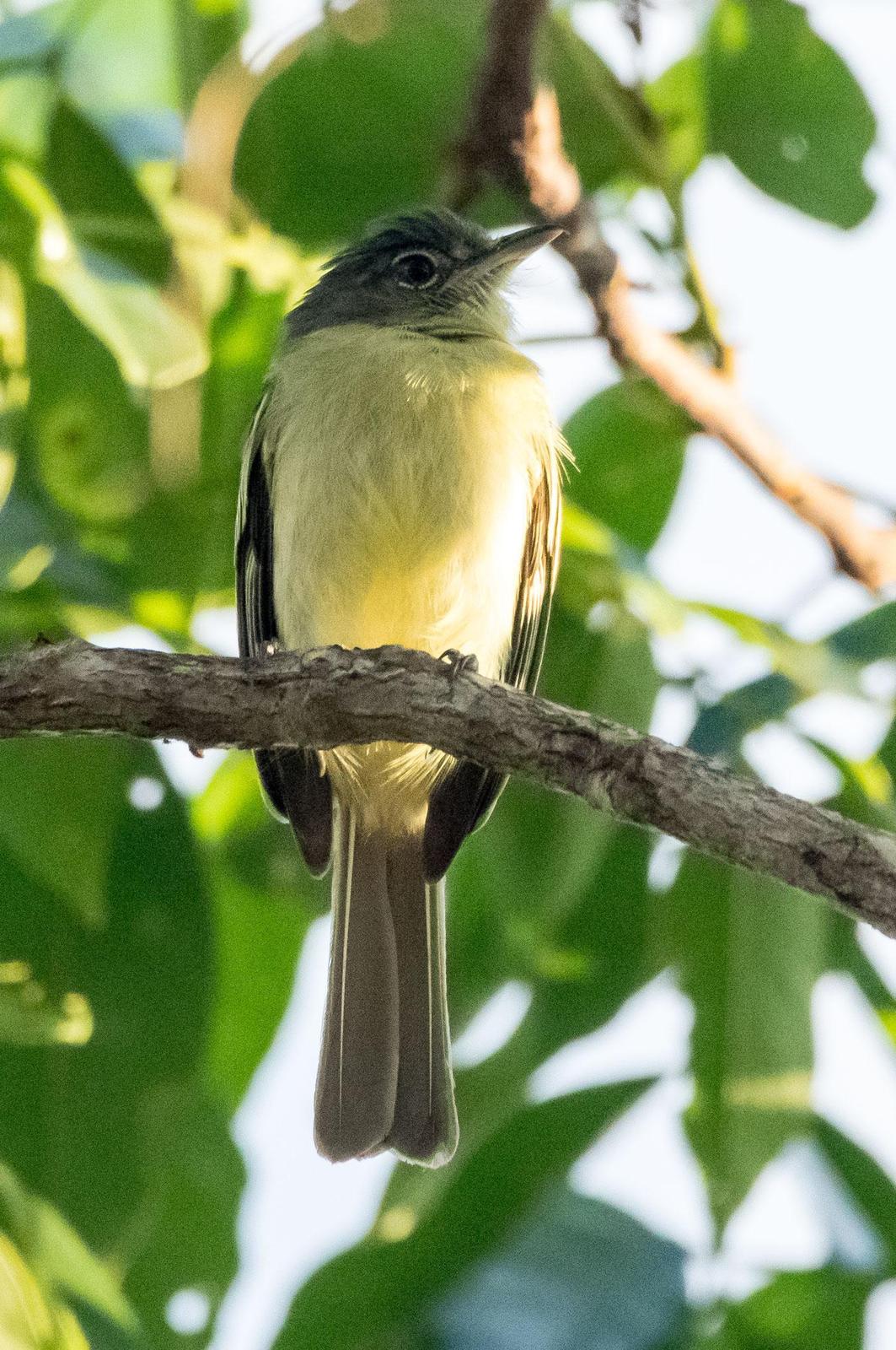 Gray-crowned Flycatcher Photo by Phil Kahler