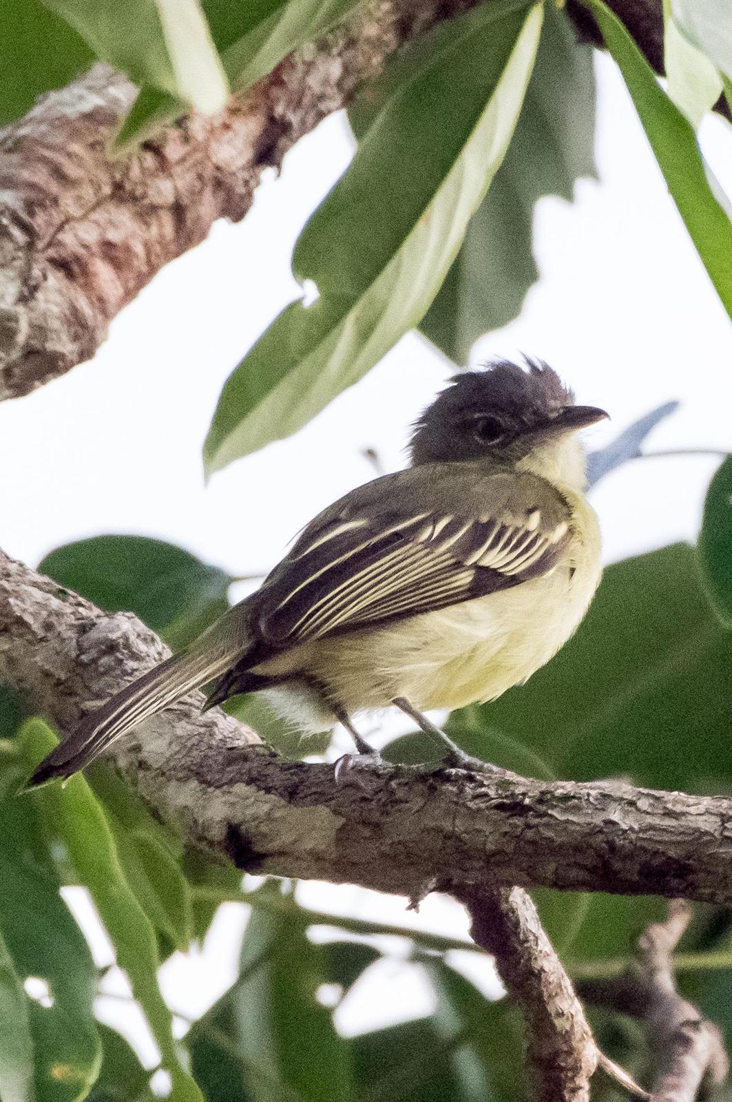 Gray-crowned Flycatcher Photo by Phil Kahler