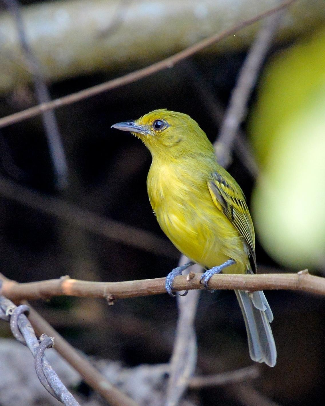 Yellow-breasted Flycatcher Photo by Gerald Friesen