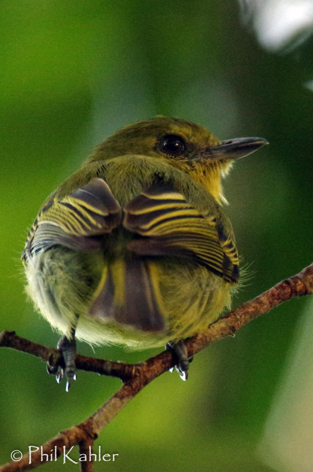 Yellow-breasted Flycatcher Photo by Phil Kahler