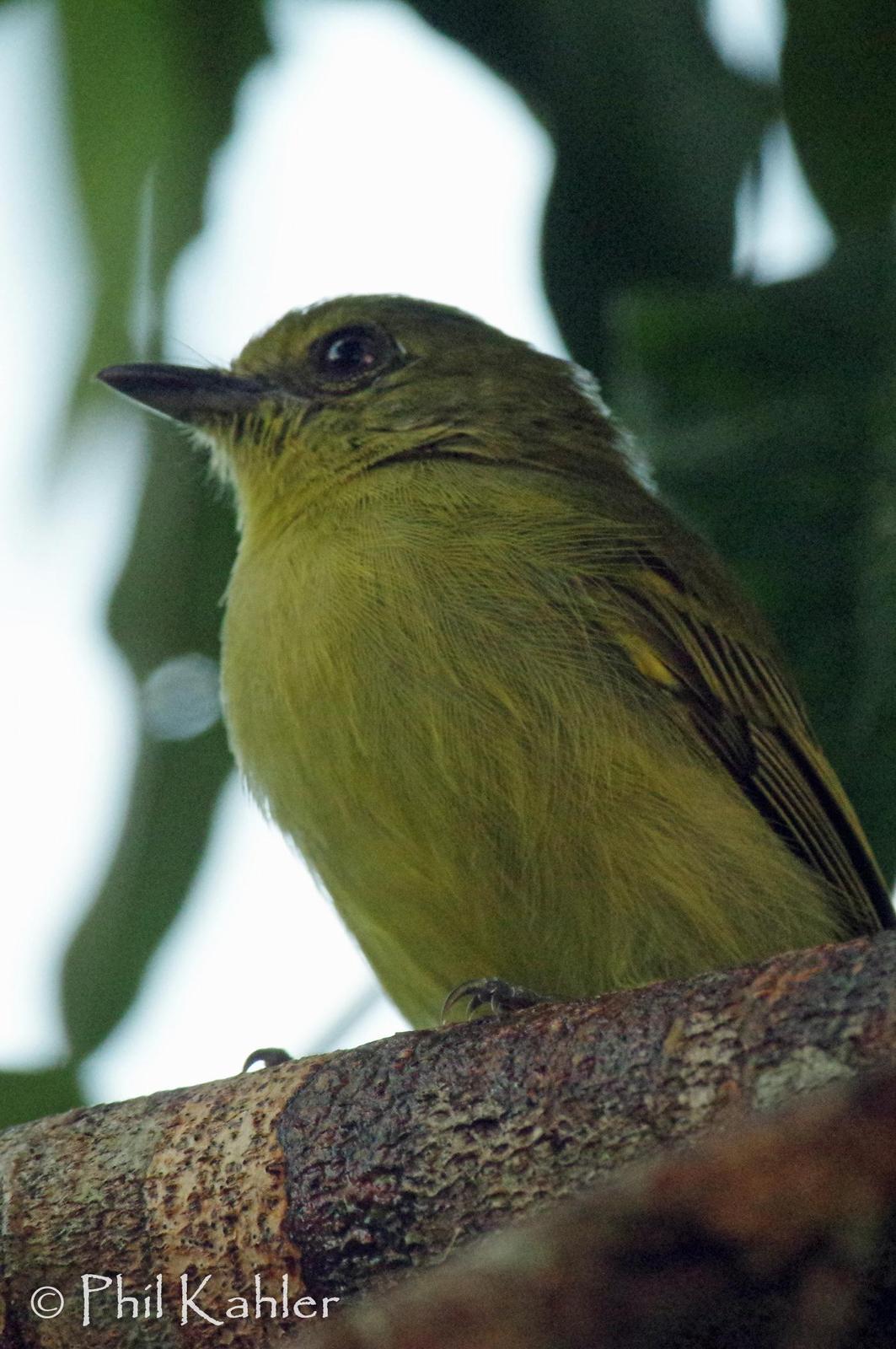 Yellow-breasted Flycatcher Photo by Phil Kahler