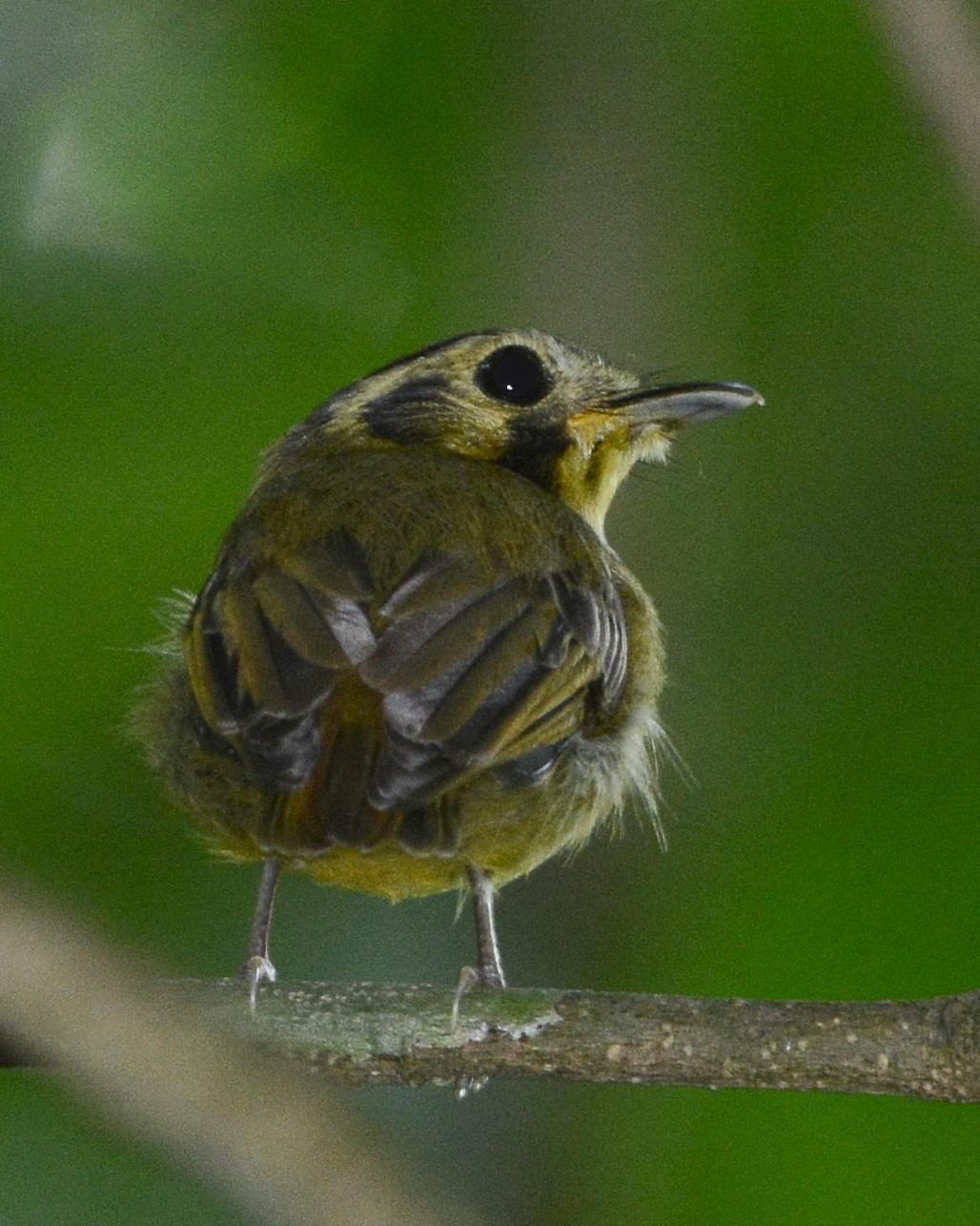 Golden-crowned Spadebill Photo by David Hollie