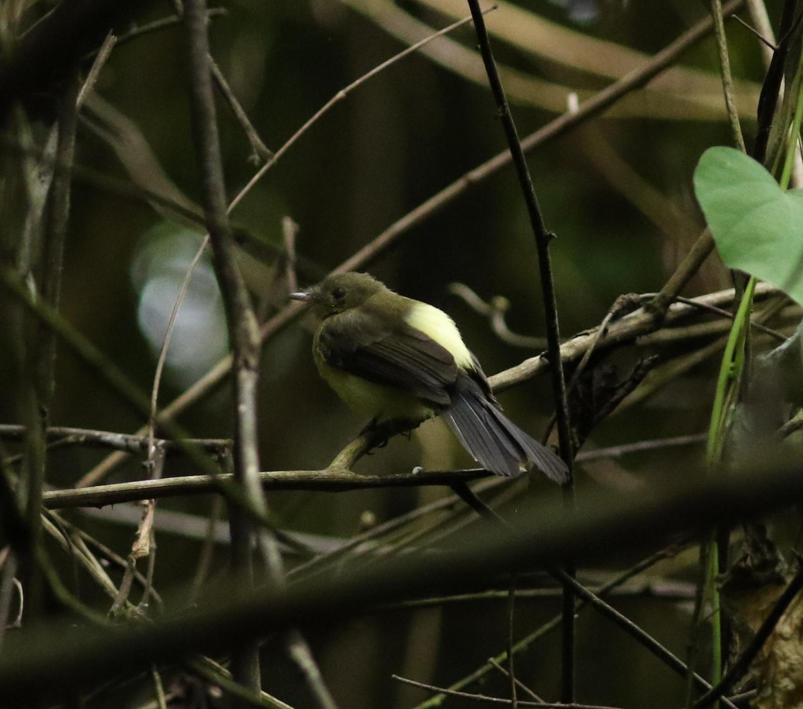 Black-tailed Flycatcher Photo by Leonardo Garrigues