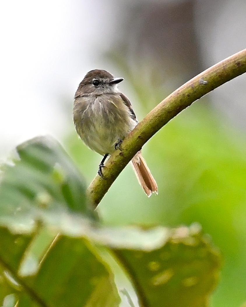 Olive-chested Flycatcher Photo by Gerald Friesen