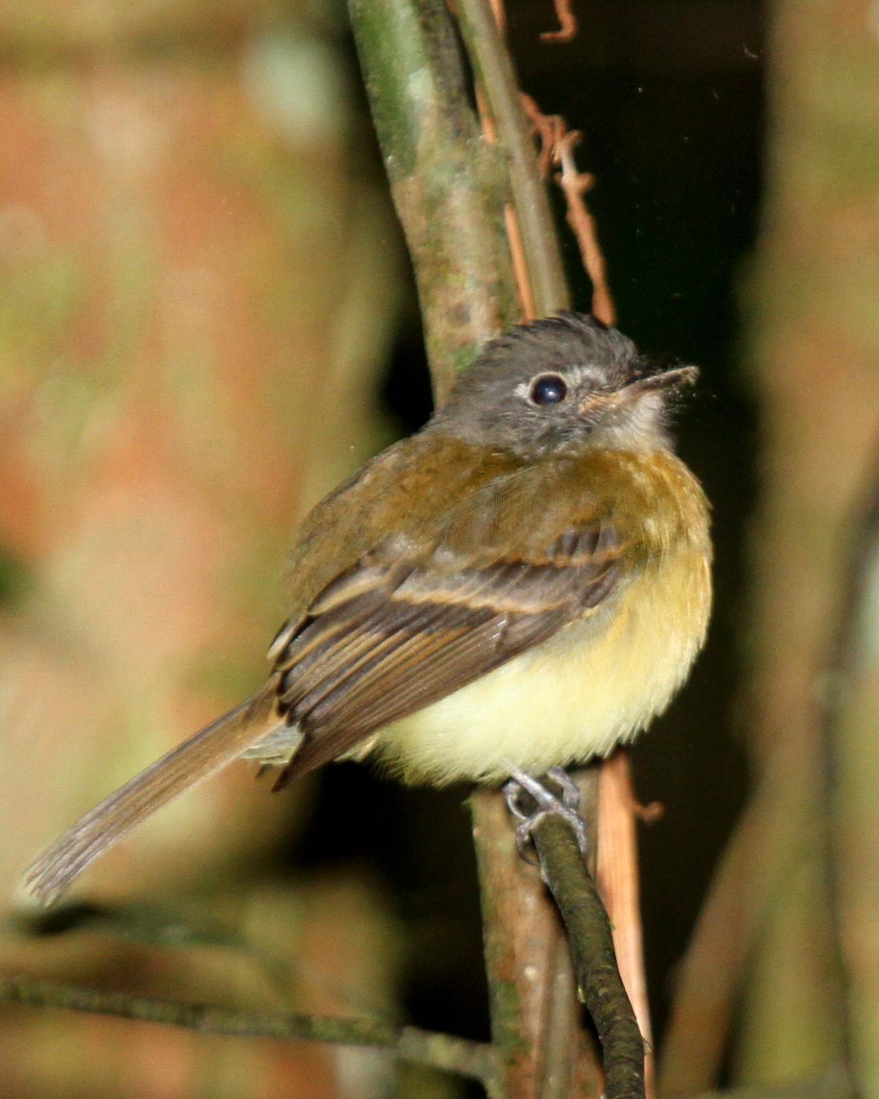 Tawny-chested Flycatcher Photo by Matthew Grube