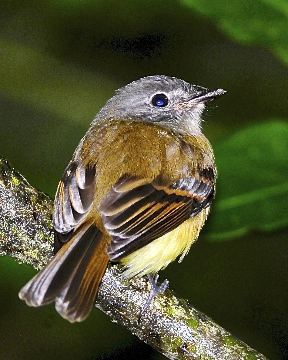 Tawny-chested Flycatcher Photo by Gerald Friesen