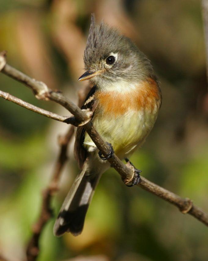 Belted Flycatcher Photo by Christopher L. Wood