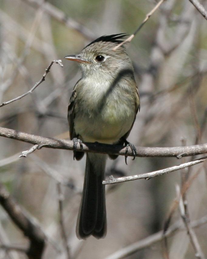 Pileated Flycatcher Photo by Christopher L. Wood