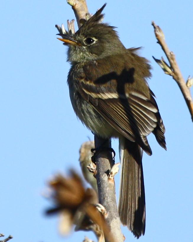 Pileated Flycatcher Photo by Michael L. P. Retter