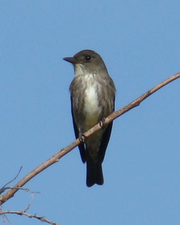 Olive-sided Flycatcher Photo by Mario Pineda