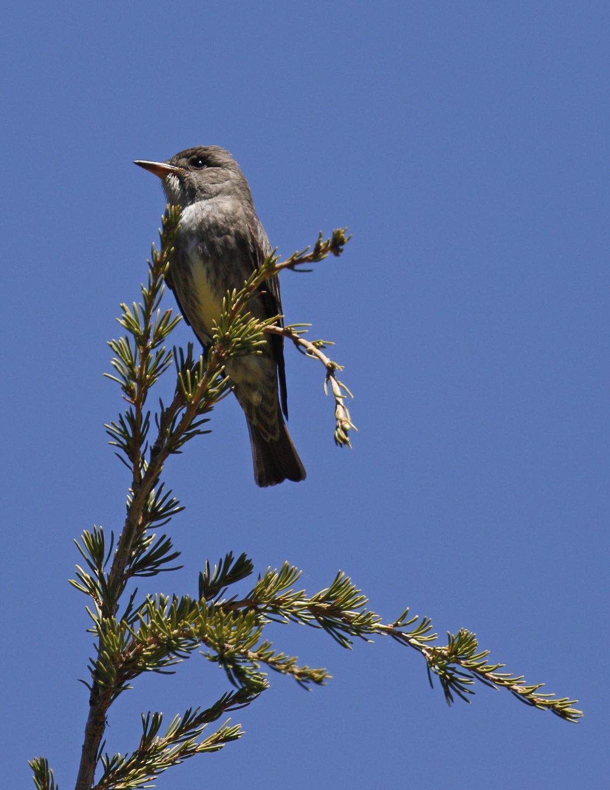 Olive-sided Flycatcher Photo by Emily Willoughby