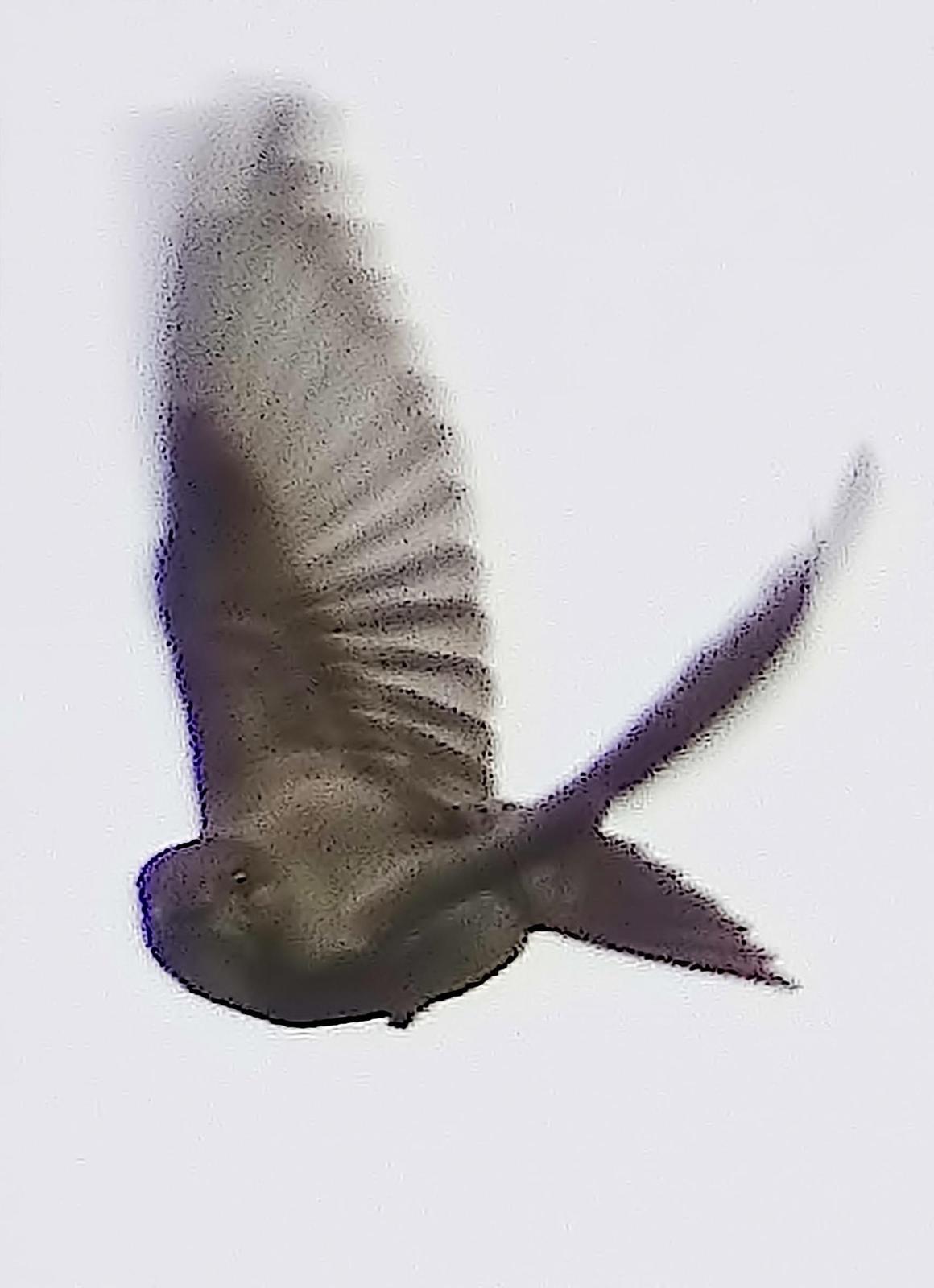 Olive-sided Flycatcher Photo by Dan Tallman