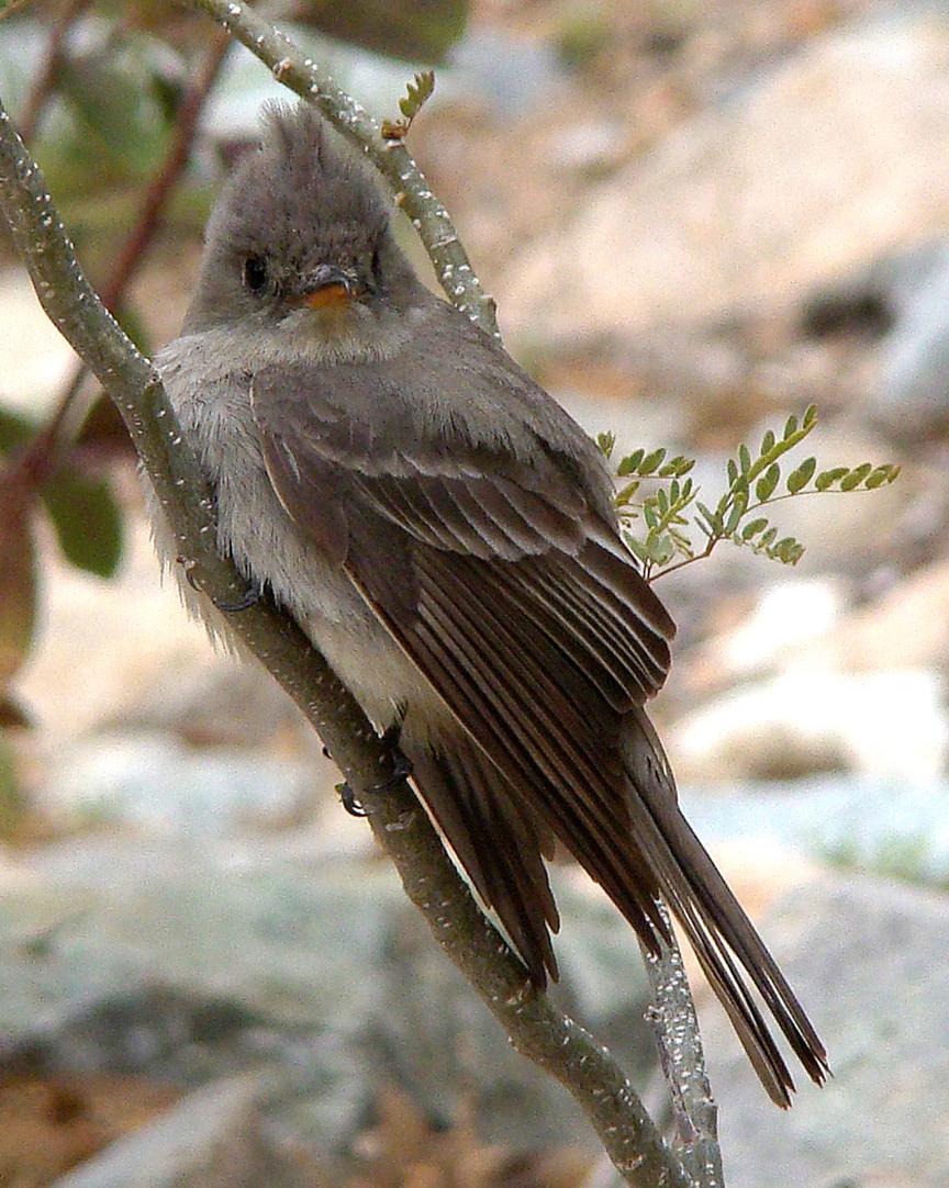 Greater Pewee Photo by Robert Behrstock