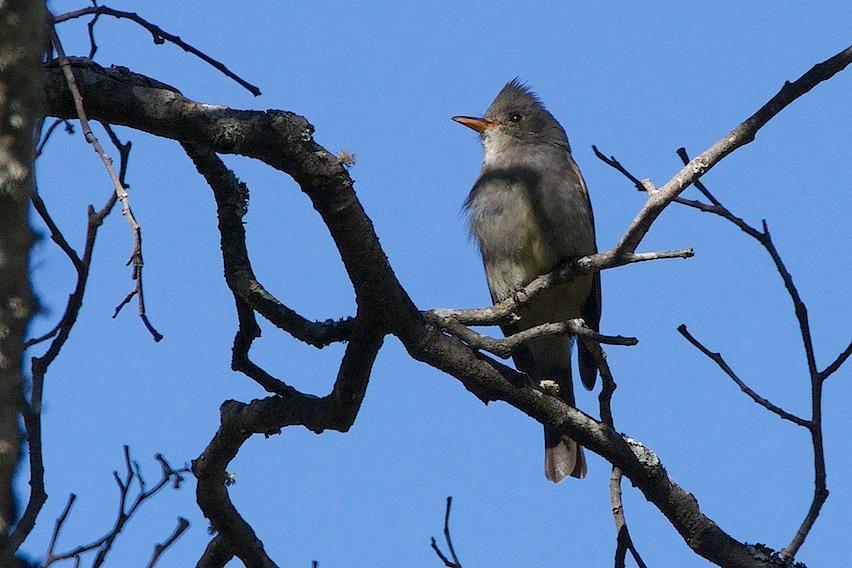 Greater Pewee Photo by Gerald Hoekstra