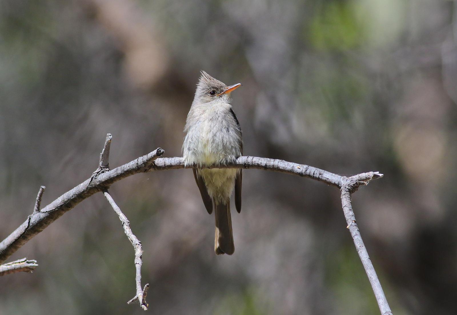 Greater Pewee Photo by Tom Ford-Hutchinson