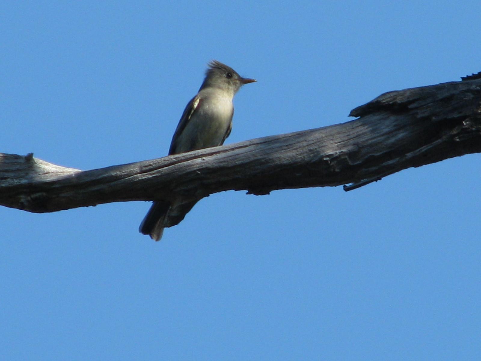 Greater Pewee Photo by Ted Goshulak