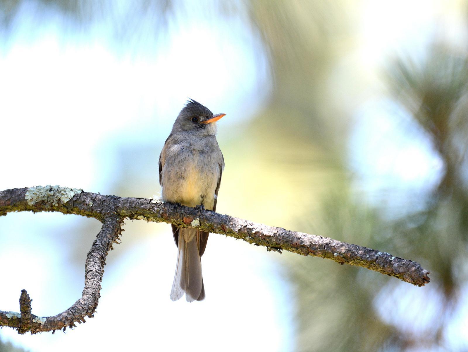 Greater Pewee Photo by Gustavo Fernandez