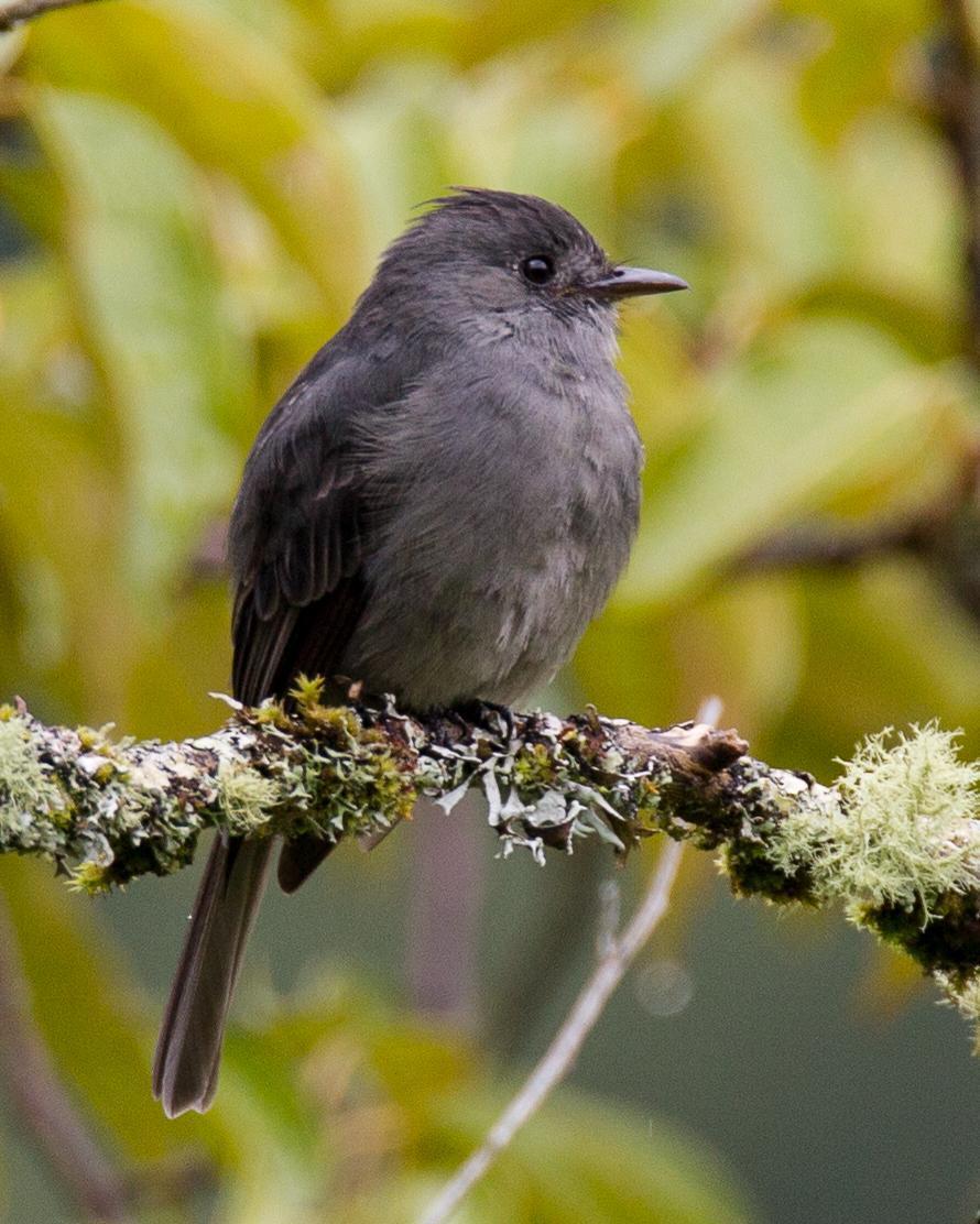 Smoke-colored Pewee Photo by Robert Lewis