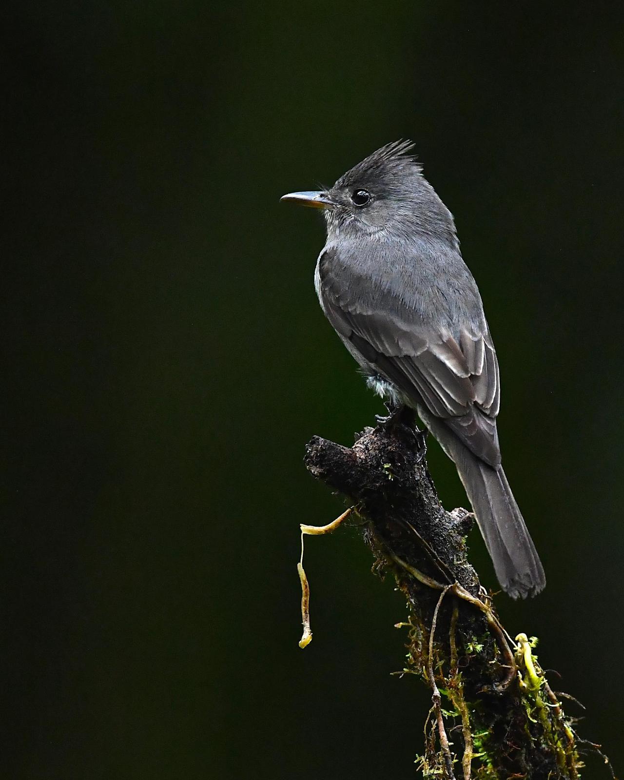 Smoke-colored Pewee Photo by Gerald Friesen
