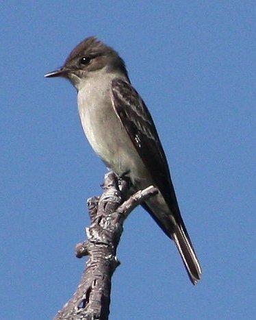 Western Wood-Pewee Photo by Andrew Core