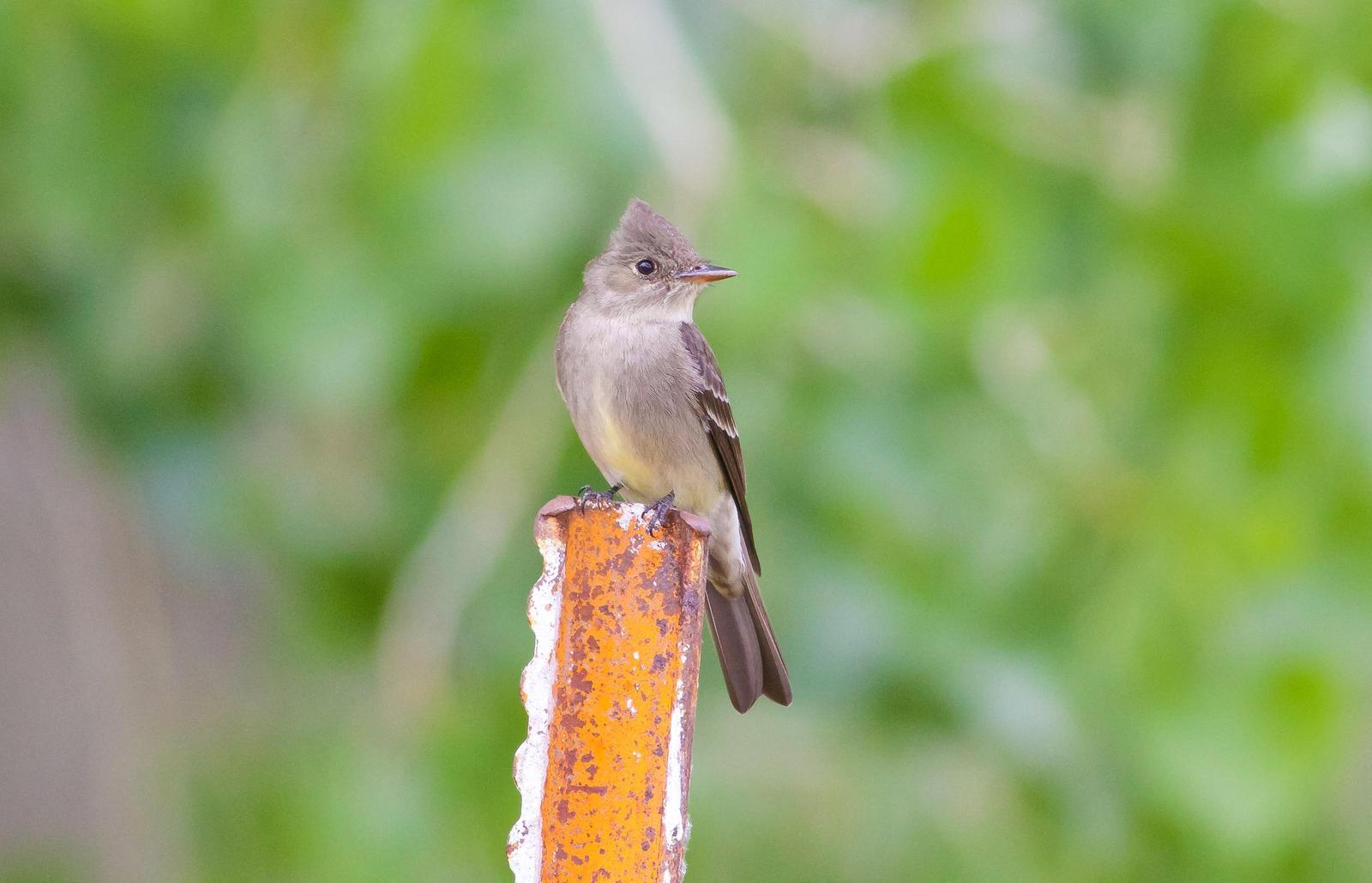 Western Wood-Pewee Photo by Tom Ford-Hutchinson