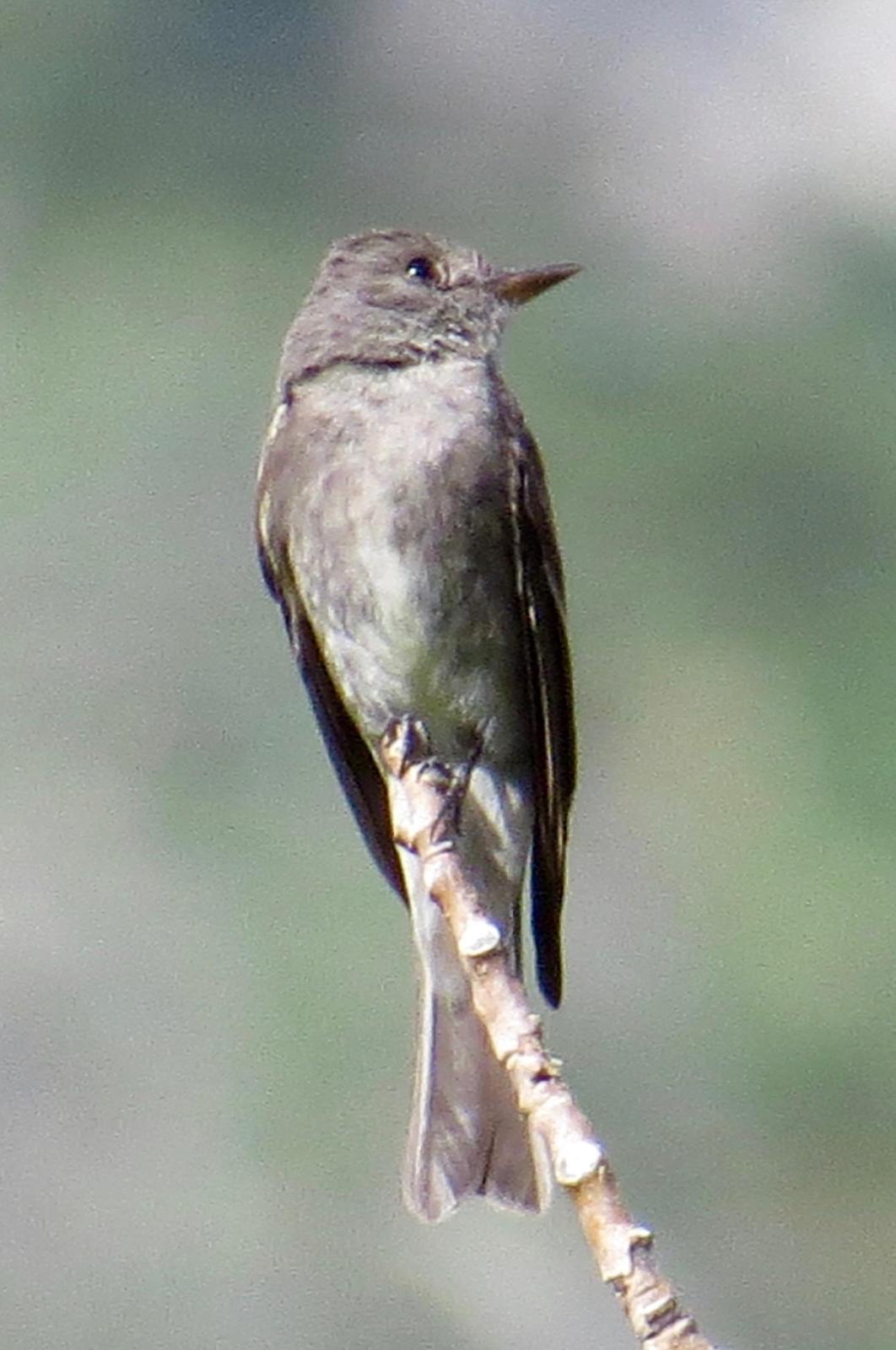 Western Wood-Pewee Photo by Don Glasco