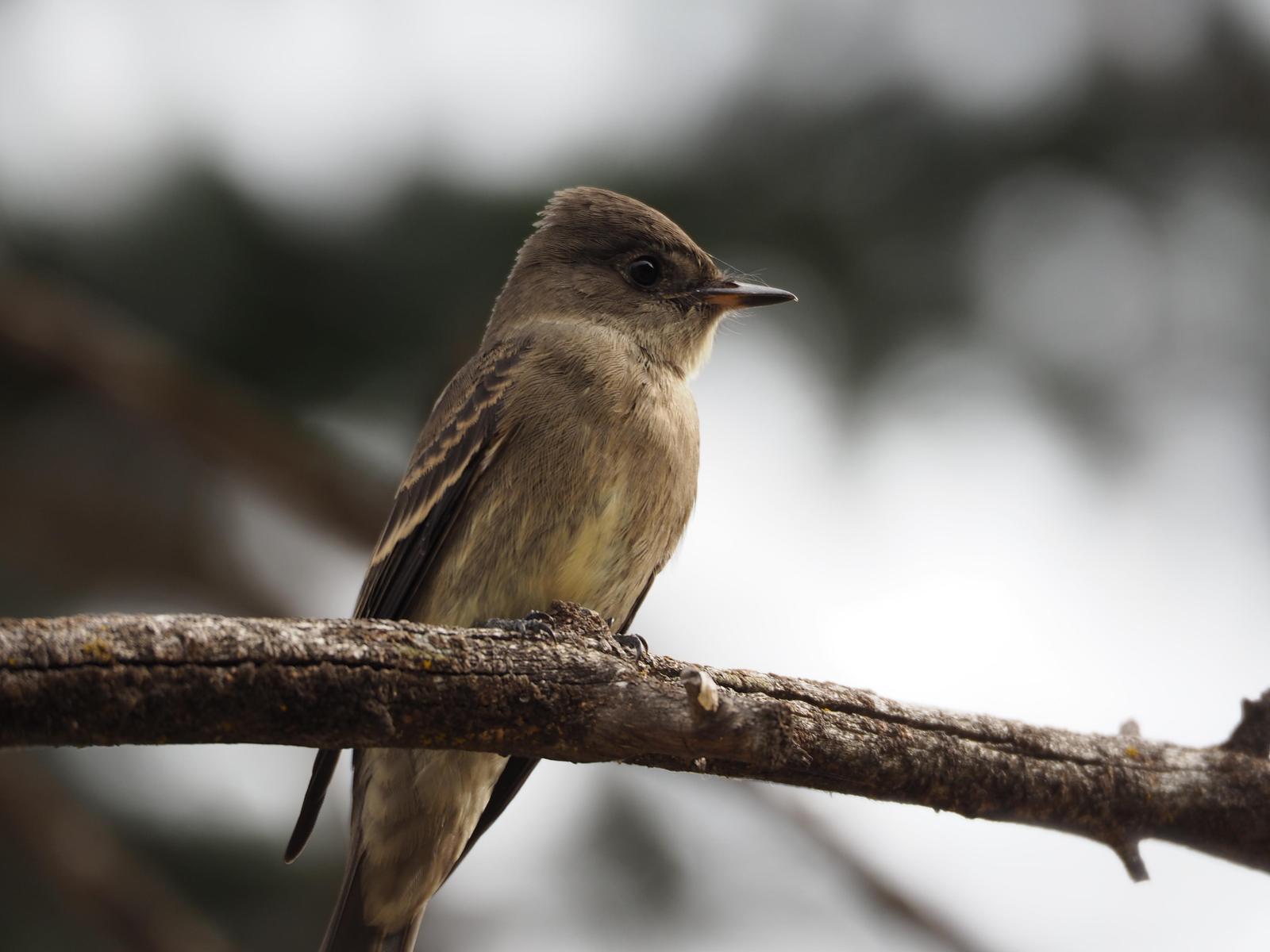 Western Wood-Pewee Photo by Colin Hill