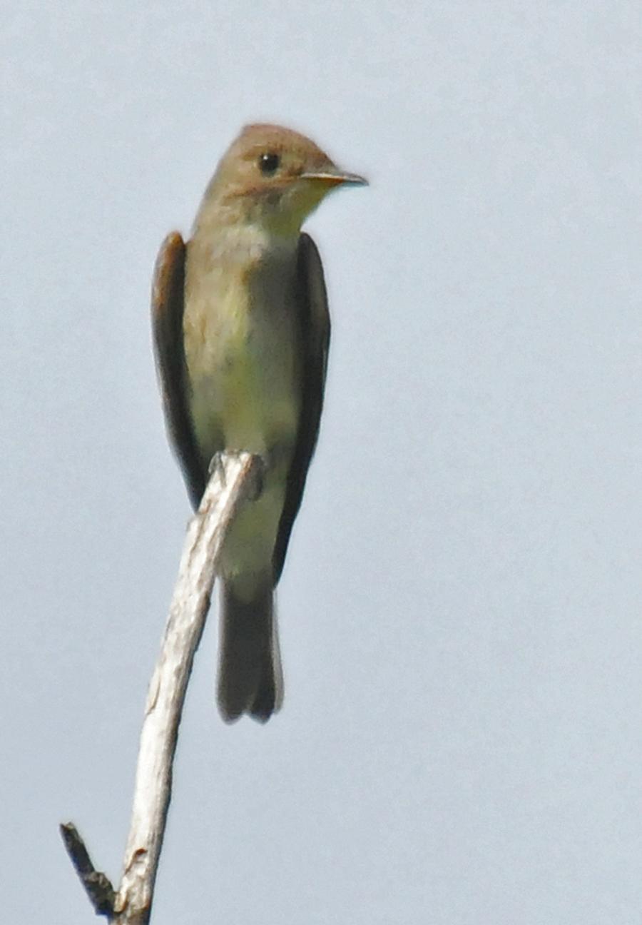 Western Wood-Pewee Photo by Steven Mlodinow