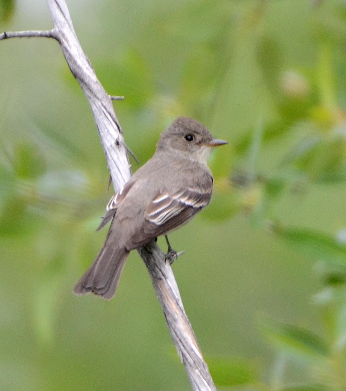 Western Wood-Pewee Photo by Steven Mlodinow