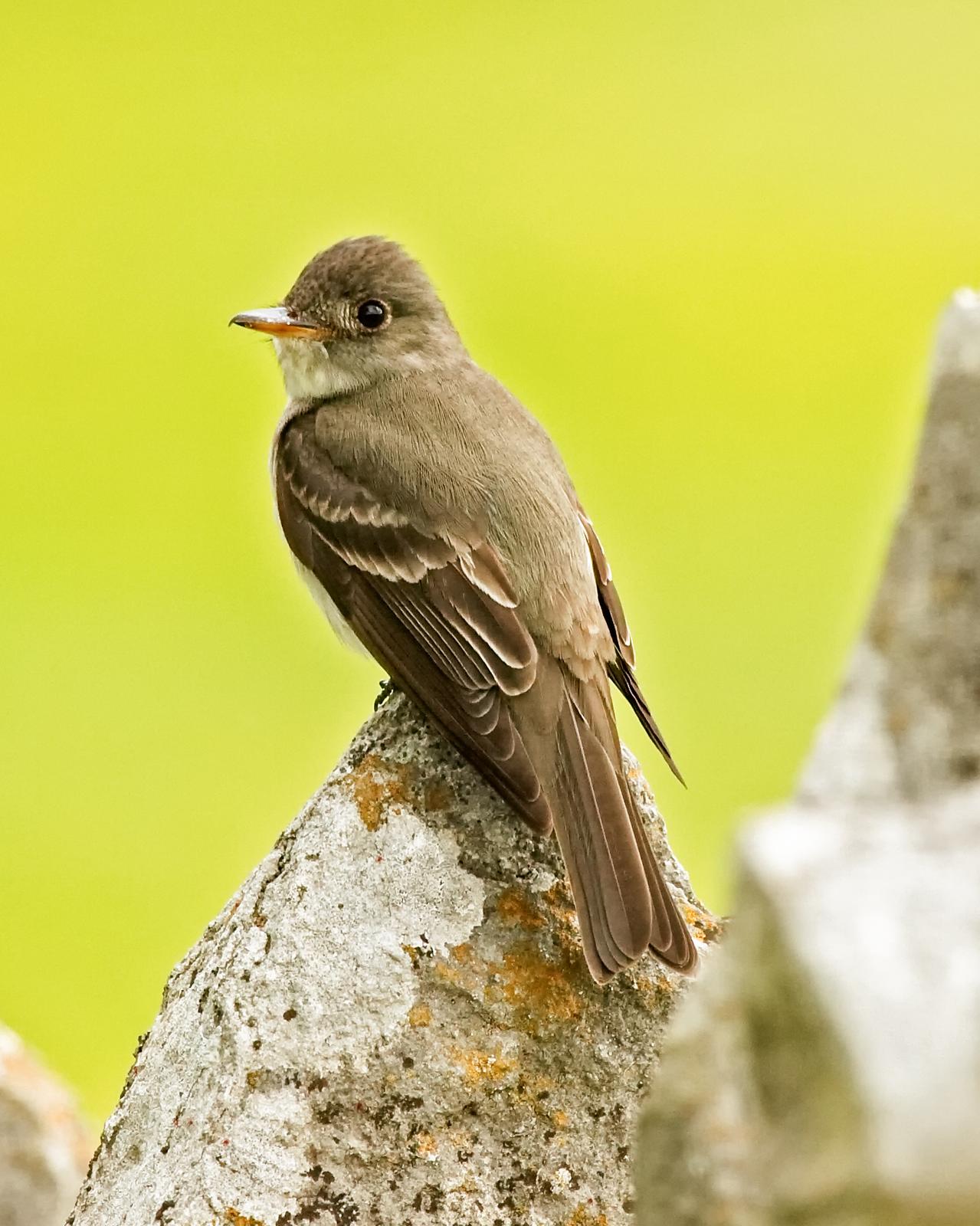Eastern Wood-Pewee Photo by JC Knoll