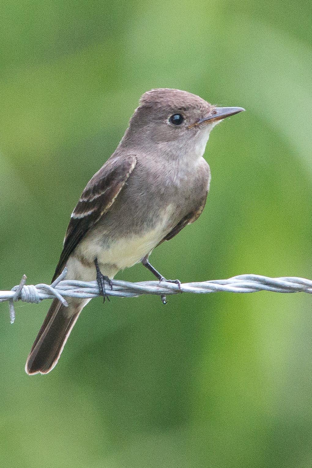 Eastern Wood-Pewee Photo by Marie-France Rivard