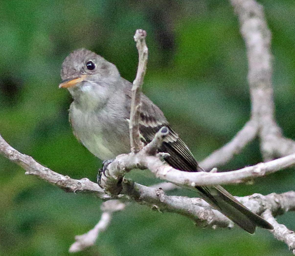 Eastern Wood-Pewee Photo by Tom Gannon