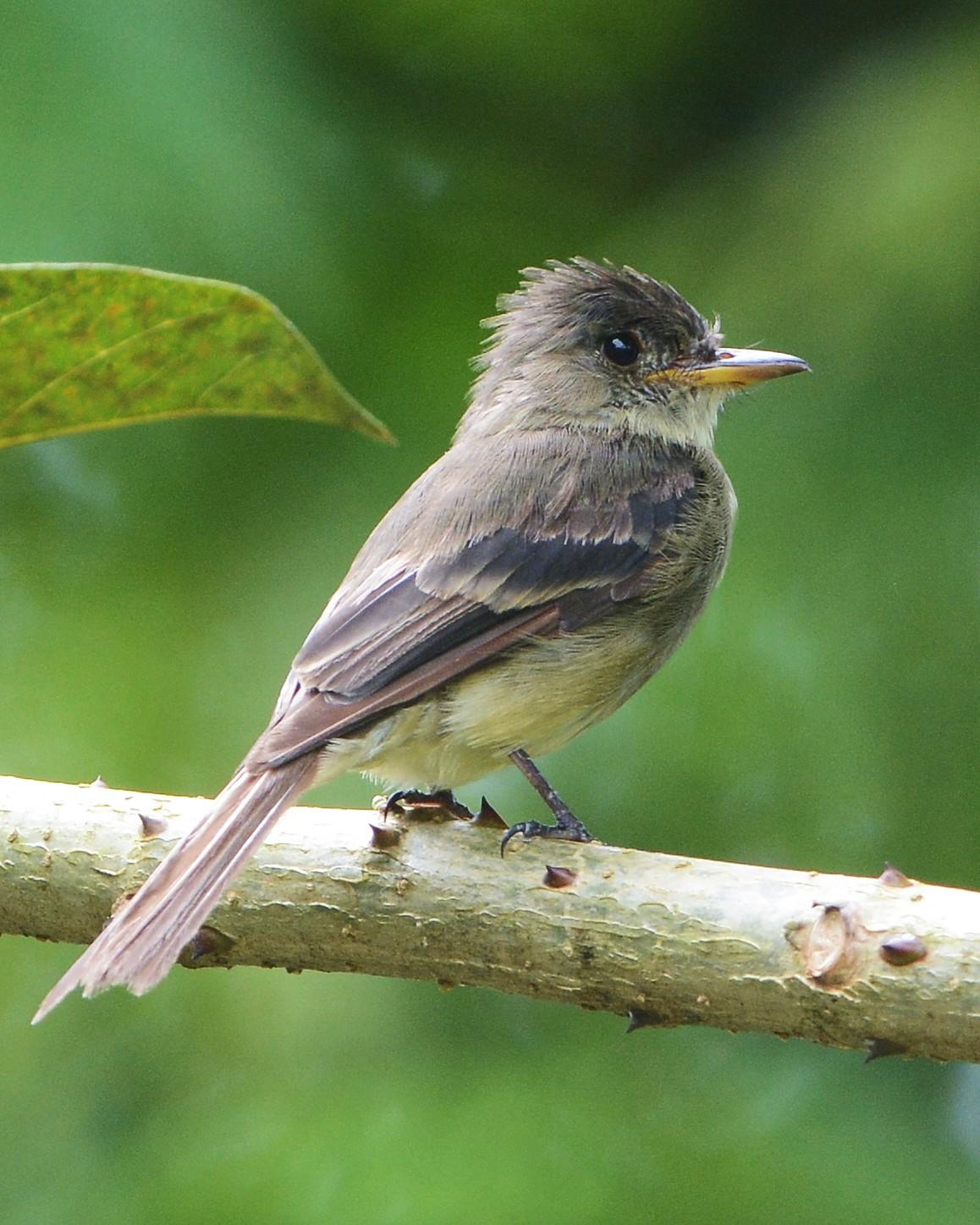 Tropical Pewee Photo by David Hollie