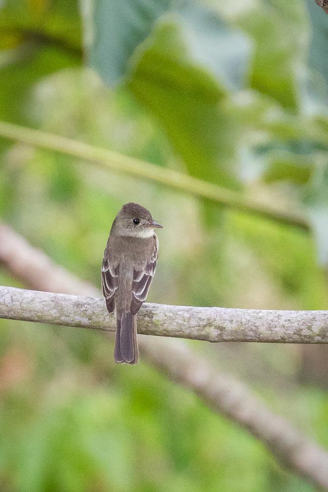 Tropical Pewee Photo by Rolf Simonsson