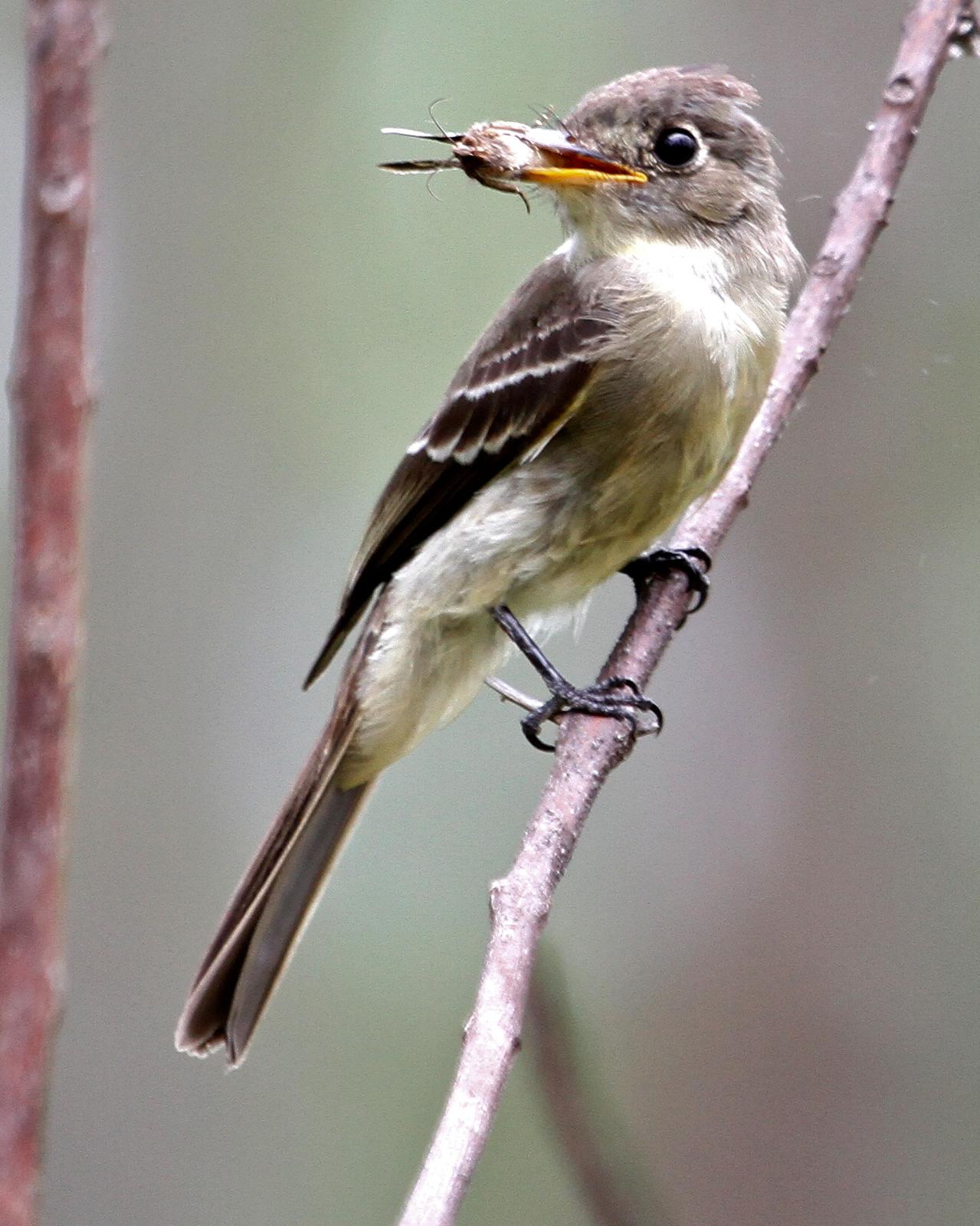 Cuban Pewee Photo by Monte Taylor
