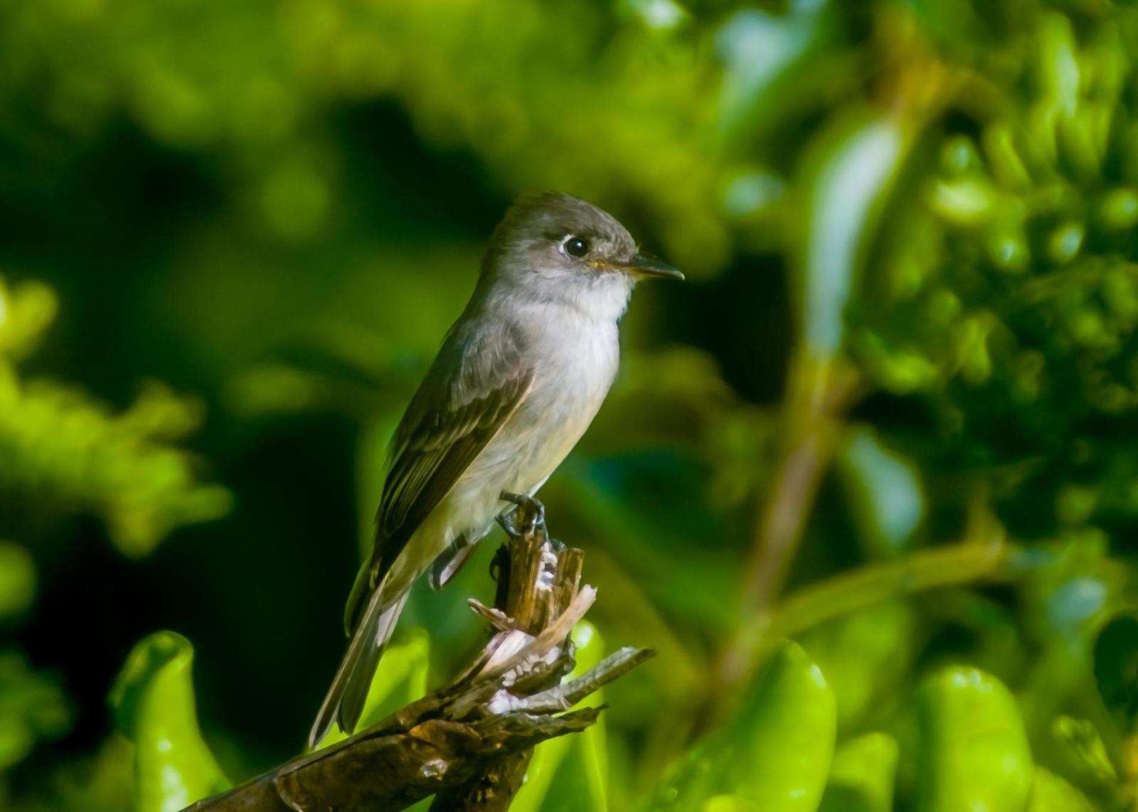 Cuban Pewee Photo by Michael Wile