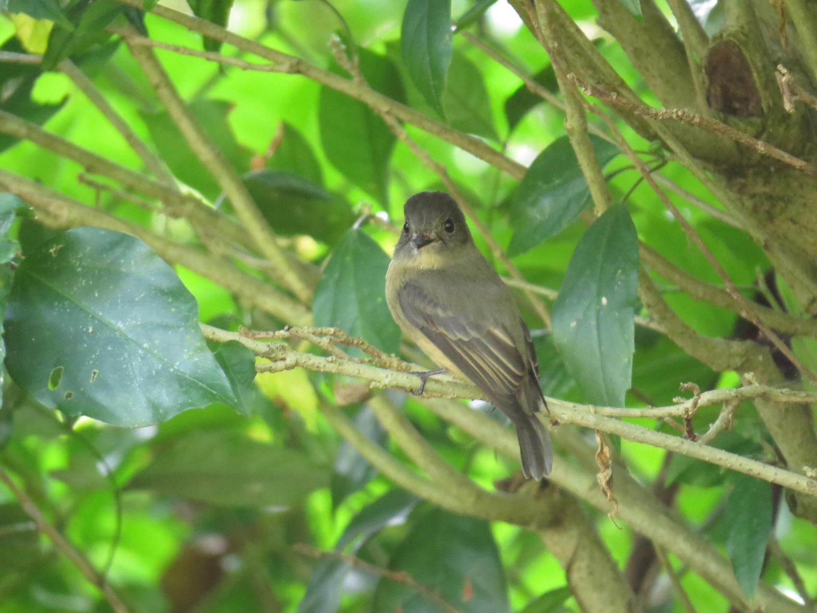 Lesser Antillean Pewee Photo by Bonnie Clarfield-Bylin