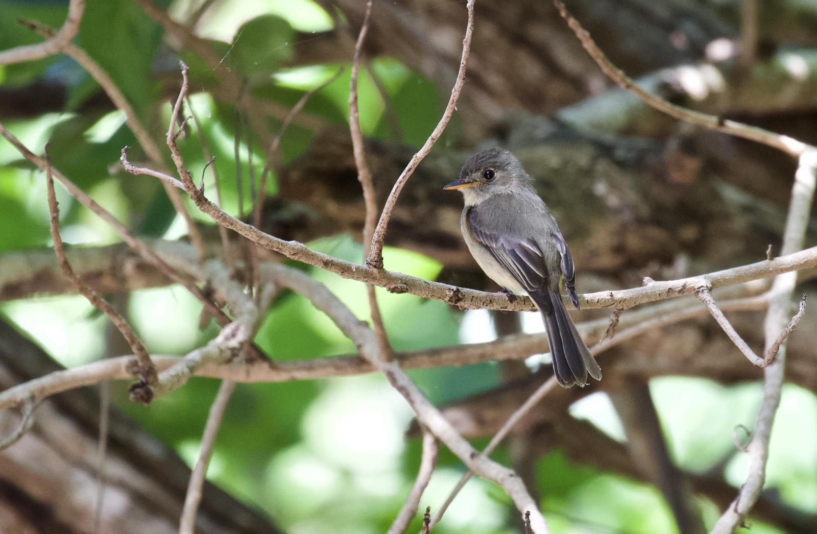 Lesser Antillean Pewee Photo by  