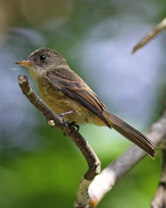 Lesser Antillean Pewee Photo by Stephen Daly