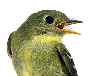 Yellow-bellied Flycatcher Photo by Dan Tallman