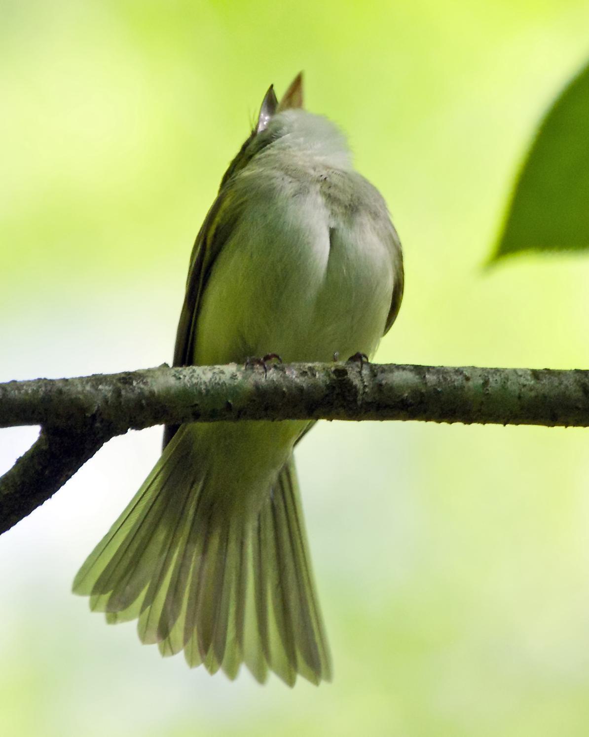 Acadian Flycatcher Photo by Rob Dickerson