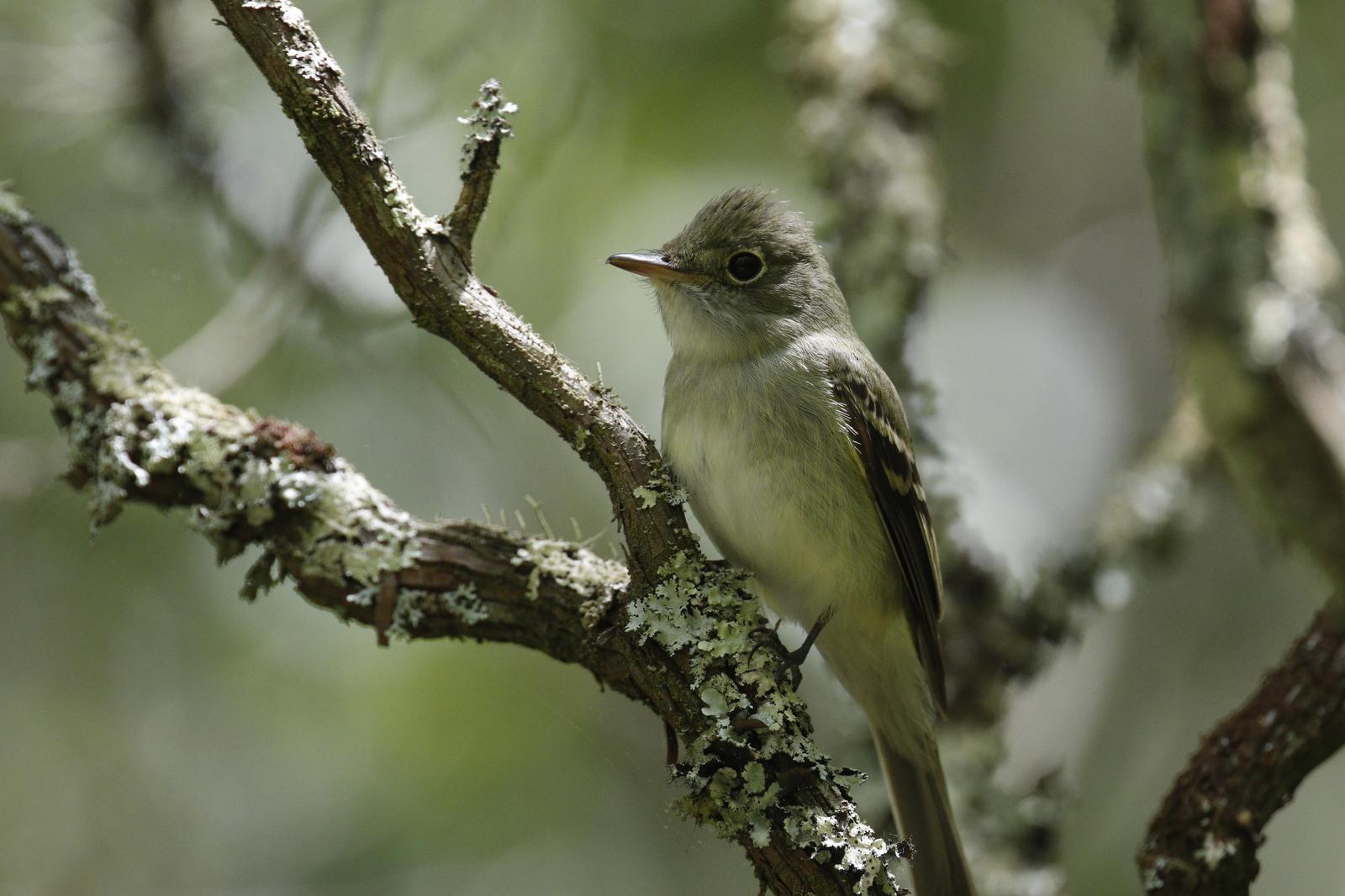 Acadian Flycatcher Photo by Emily Willoughby