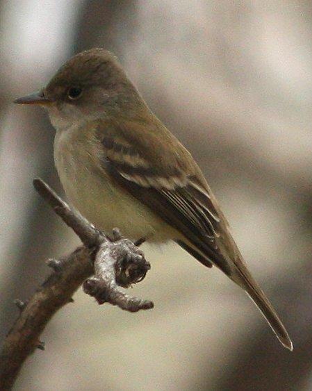 Willow Flycatcher Photo by Andrew Core