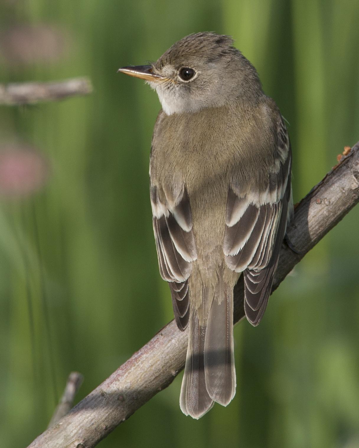 Willow Flycatcher Photo by Jeff Moore