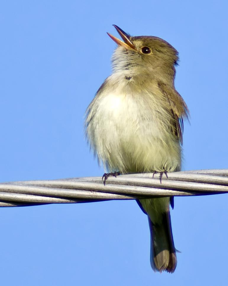 Willow Flycatcher Photo by Rob Dickerson